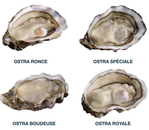 Oysters, Caviar & a Spray of the Sea: Fine Ingredients for Creative Chefs